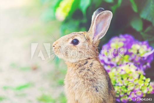 Picture of Rabbit in front of a hydrangea bush